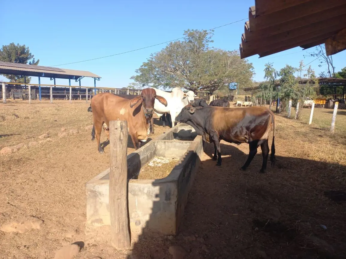 Fazenda Canabrava com 67 hectares na cidade de Unaí (MG), no distrito de Palmeir...