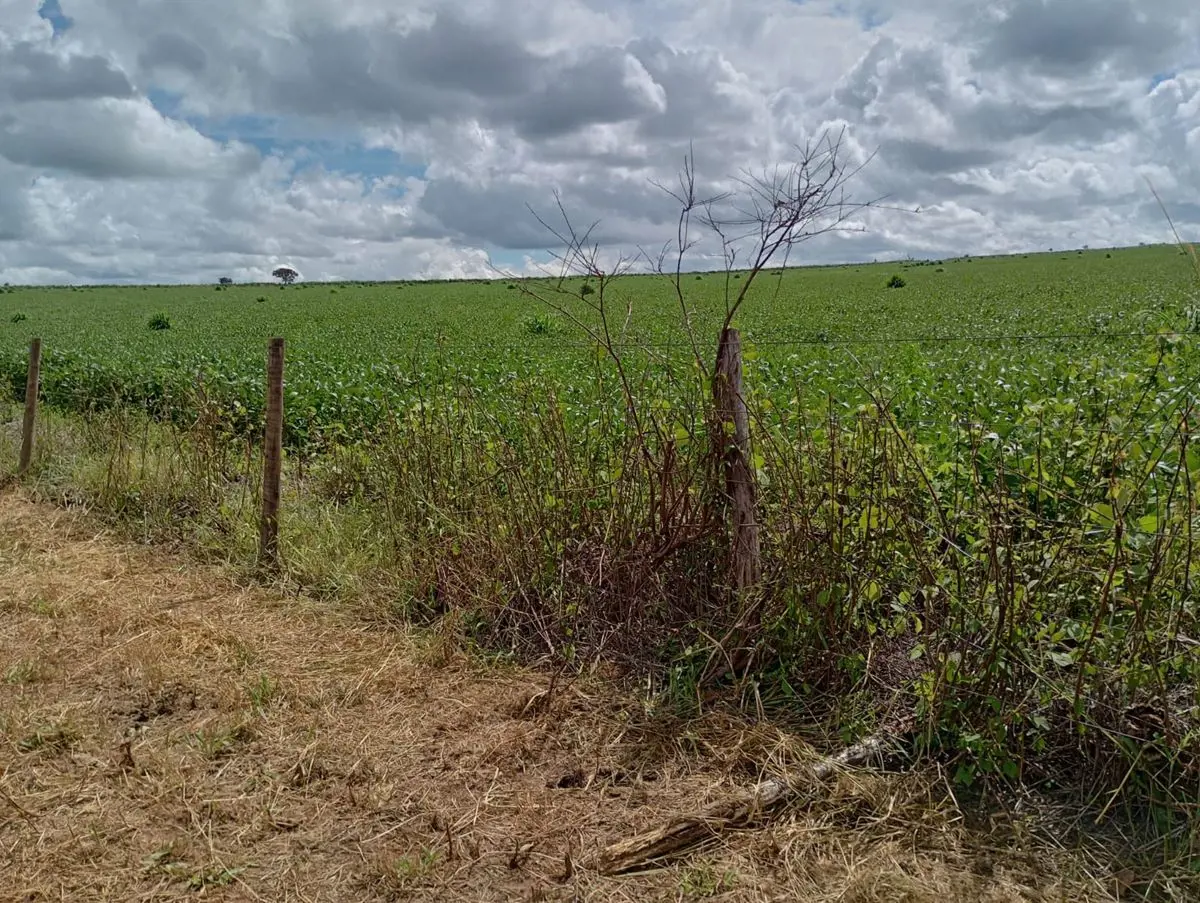 Fazenda em Cristalina-GO toda formada em capim. -Nascente perene;-Dupla aptidão,...