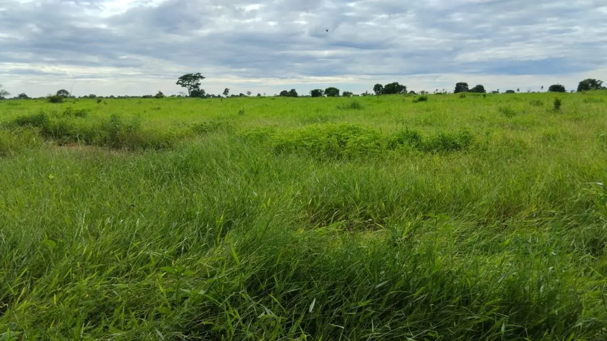 100 ALQUEIRES OU 484 HECTARES, PURA CULTURA, CASA SEDE, CASA DE FUNCIONÁRIO, TOD...