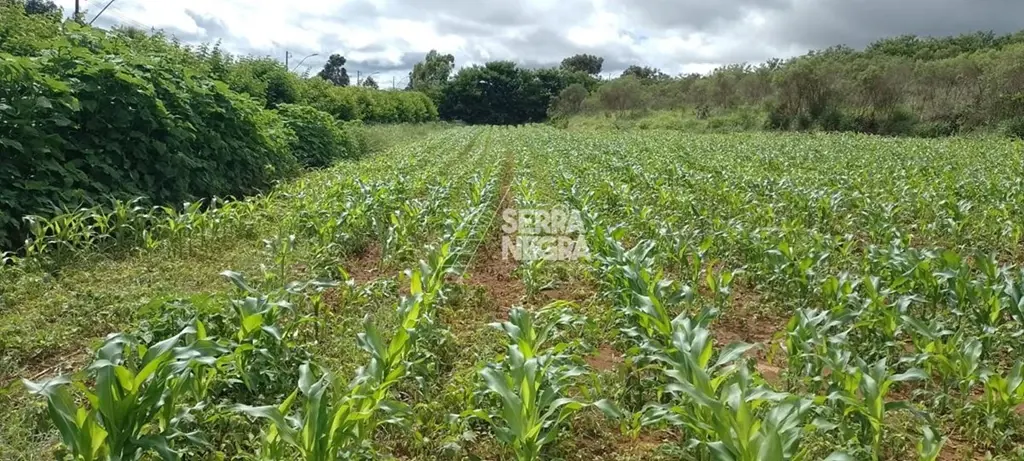 Vendo Chácara de 4ha totalizando 40.000 m². Toda cercada com cerca viva "Sanção ...