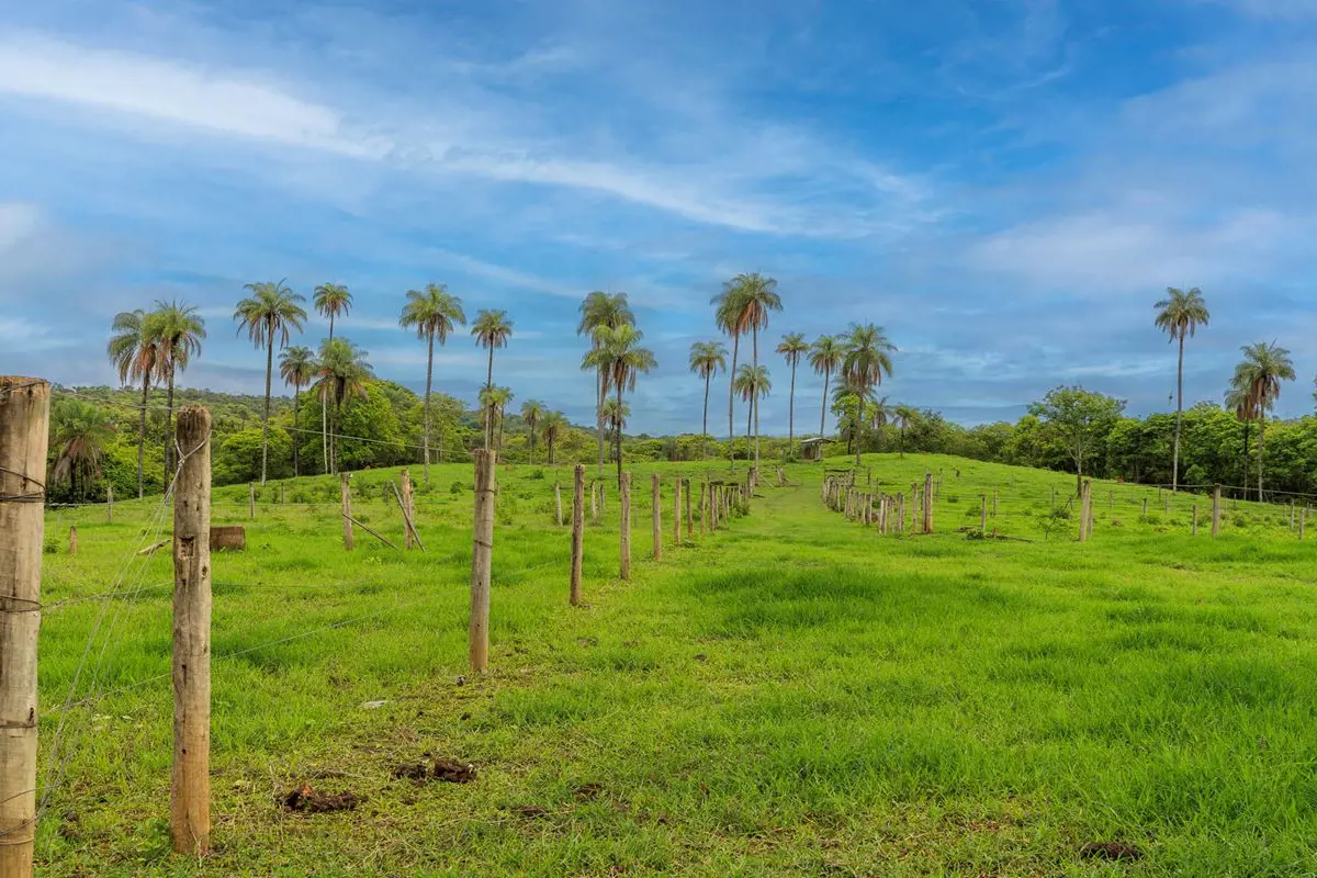 Formosa Go - FAZENDA - GO 468 - PECUÁRIAFANTÁSTICA FAZENDA COM 108 HECTARES ( CO...