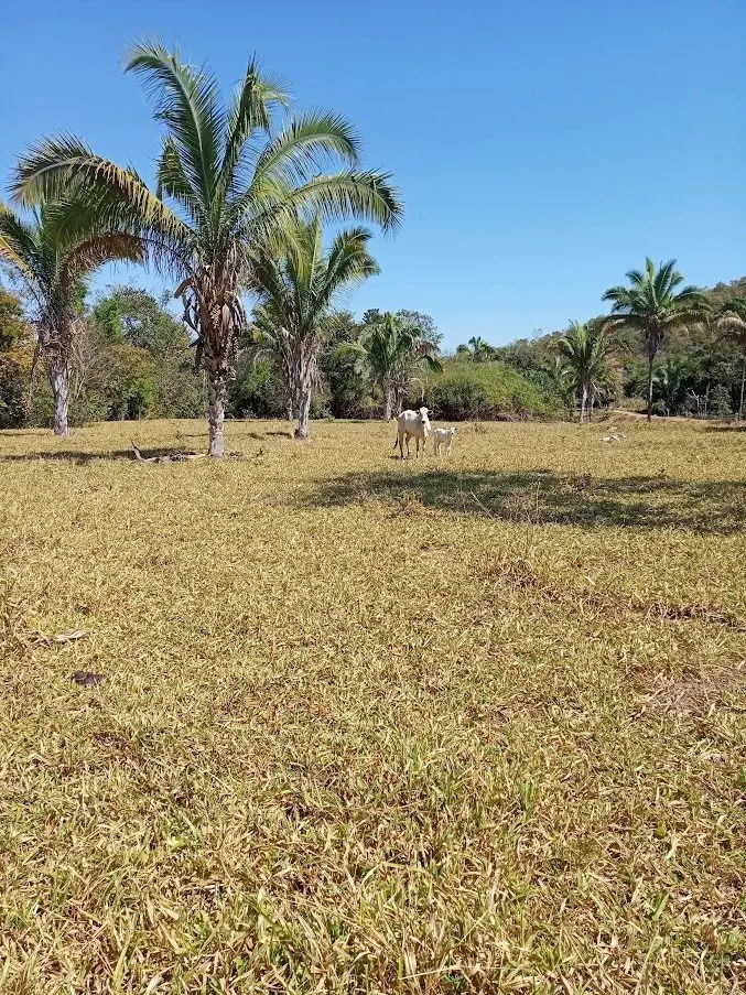 Fazenda em Minaçu/ Cavalcante - GOÁrea total com 117 Alqueires ou seja 566,28 he...