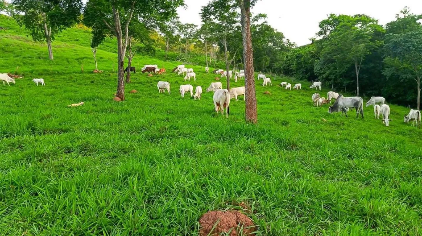 Área total com 130 alqueires ou seja 630 hectares, toda formada porem juquirada ...
