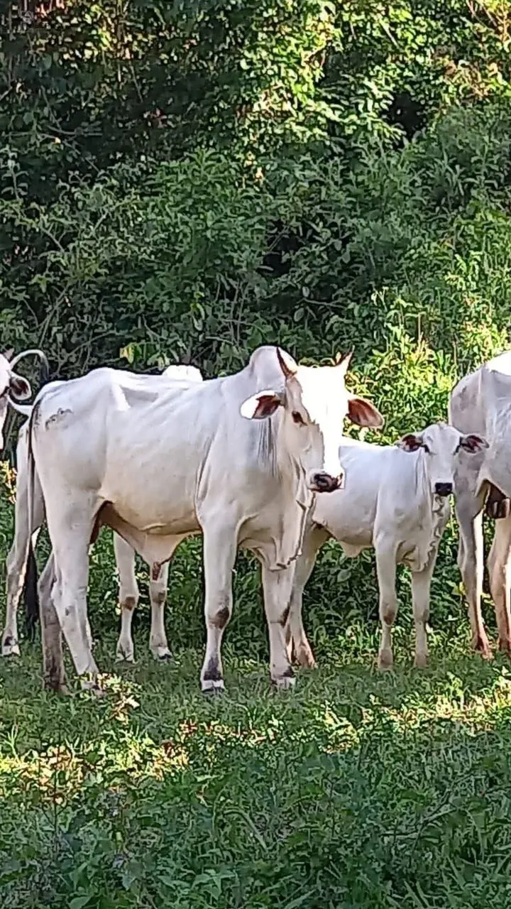 Vendo Excelente Fazenda no Município de Planaltina de Goiás !!! 1.300.000 !!!-87...