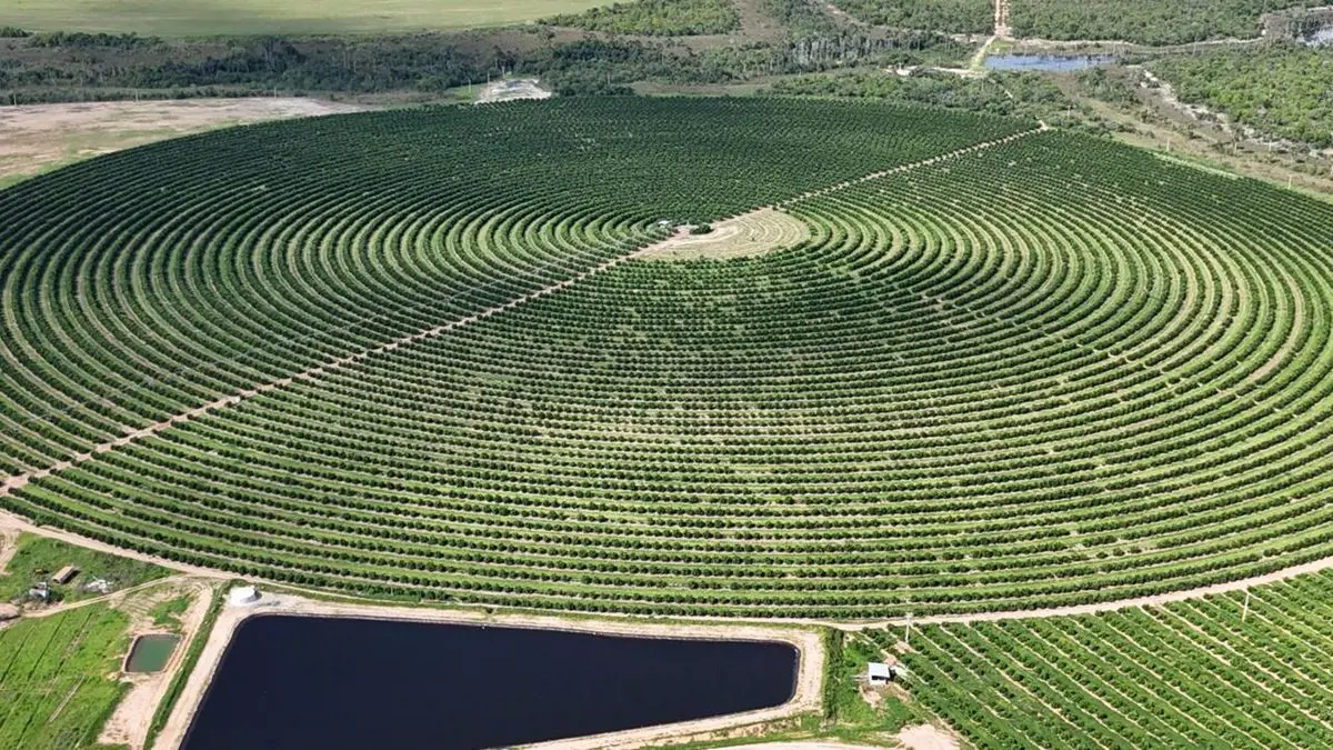 EXCELENTE OPORTUNIDADE PARA CULTIVO DE LARANJA ?? ?? CAFÉ ? ? SOJA E MILHO ?? ??...