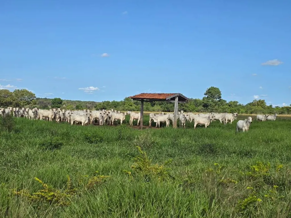 Oportunidade única para investimento em pecuária e agricultura!Esta fazenda exce...