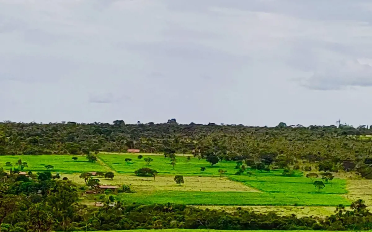 Chácara DF-440 beira do asfalto R$100.000,00 por hectare .( A venda somente da á...