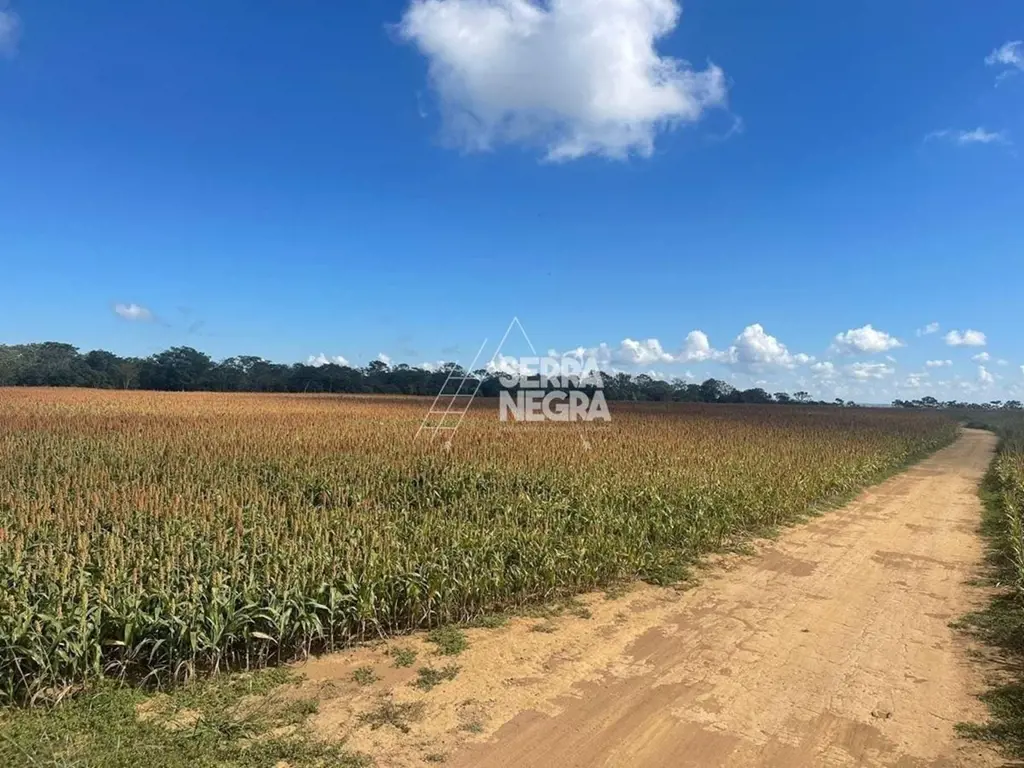- Área: 30 alqueires - Planta 80 hectares - Casa sede muito boa - Casa de caseir...