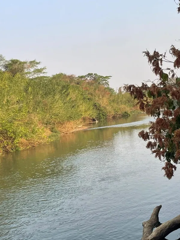 VENDO 10 ALQUEIRES NO MUNICÍPIO DE EDEALINA NA BEIRA DO RIO DOS BOIS CONTENDO: C...