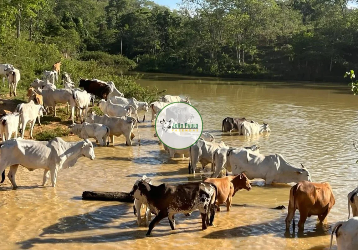 CORRETOR RESPONSÁVEL: JOÃO PAULO LIMA CRECI-DF 29436- EXCELENTE FAZENDA TODA PRO...