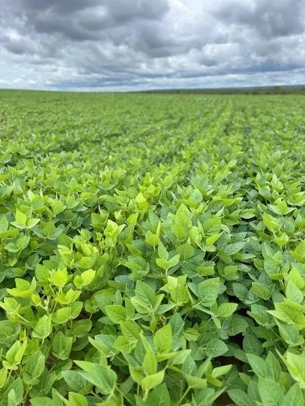 Fazenda a venda Município de João Pinheiro MG.Área total de 3.830 hectares, send...
