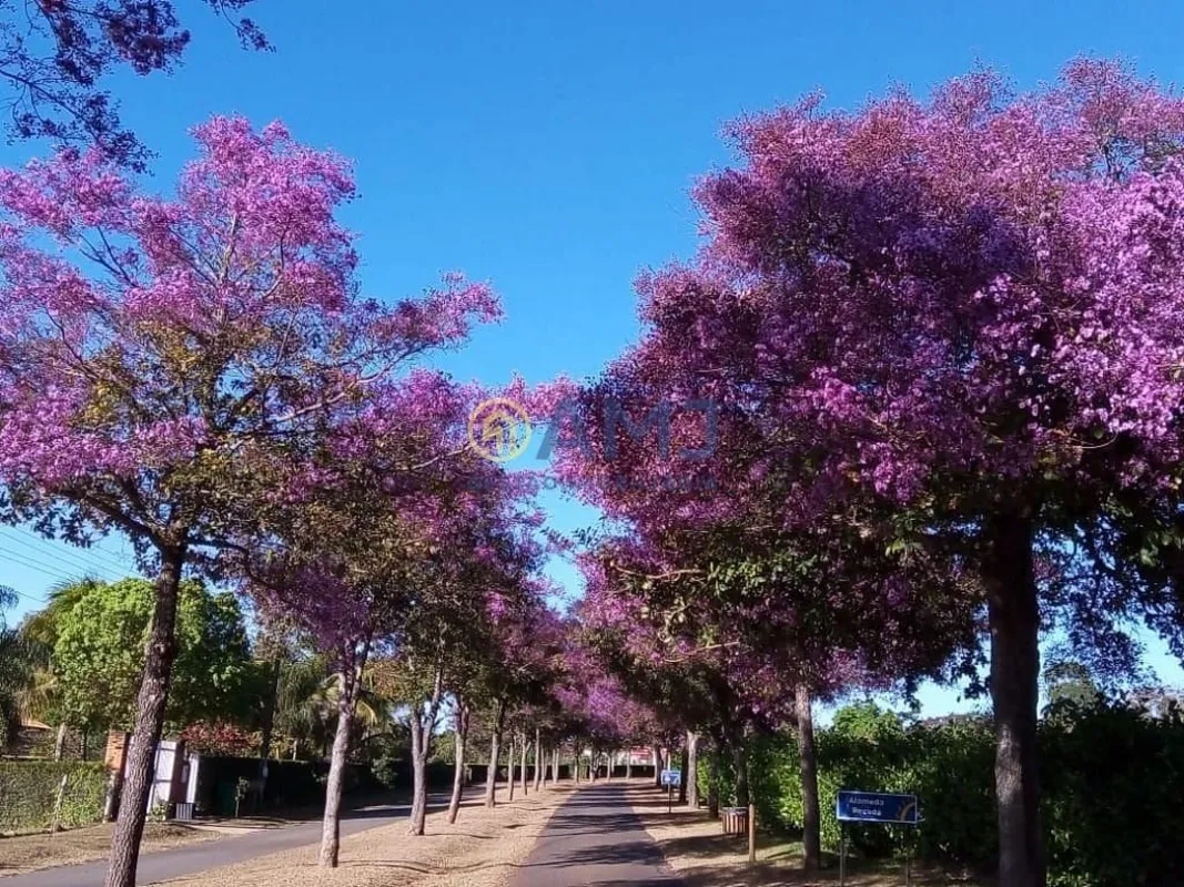 Lote exclusivo de 5.100m², já arborizado com pomar formado (manga, cajá, jabutic...