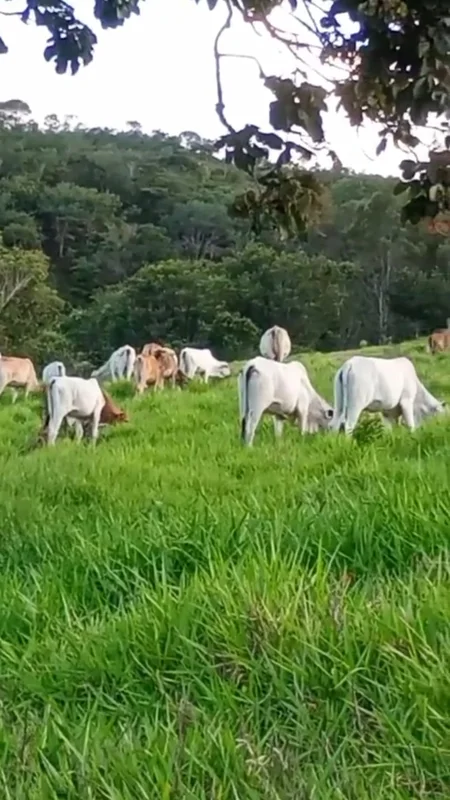 FAZENDA À VENDA – OPORTUNIDADEÁrea com 20 alqueiresEscriturada e registradaLocal...