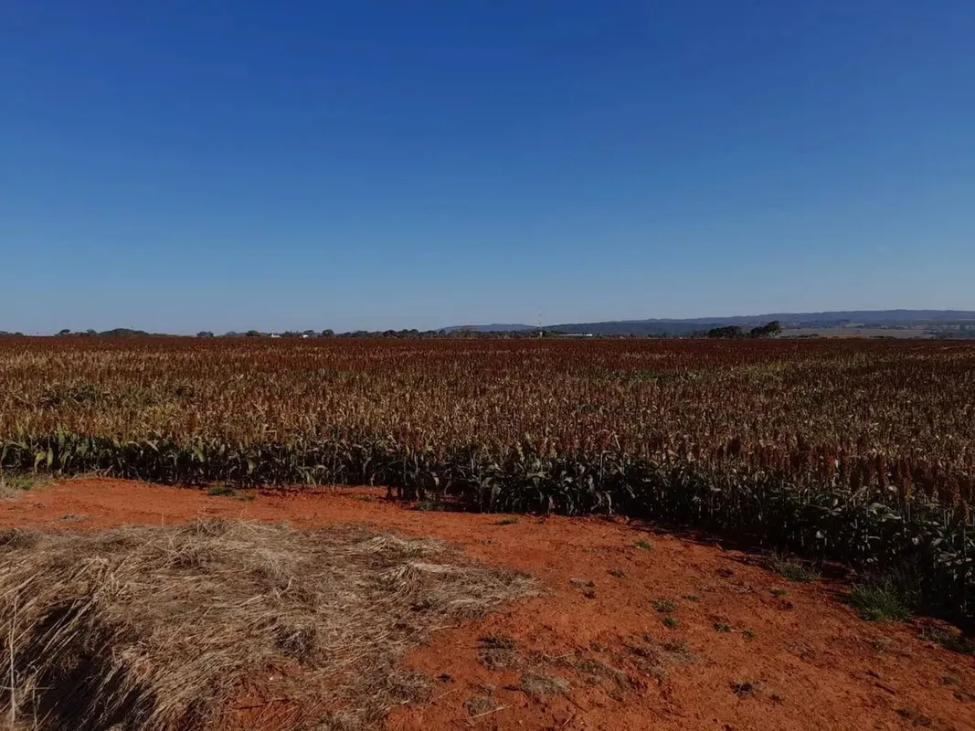 Fazenda de 14 alqueires para lavoura A Terra fica a 25 km de Piracanjuba Plantan...