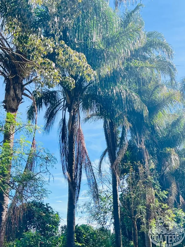 VENDE-SE TERRENO TERRENO em PONTE ALTA NORTE GAMA/Df. 1 hectare = 10.000m2 Ótima...