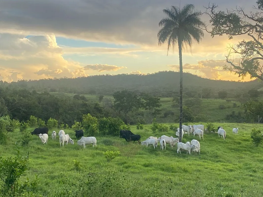 FAZENDA IMPERDÍVEL EM BELA VISTA – PORTEIRA FECHADA! 70 km de Goiânia, GO 147 qu...