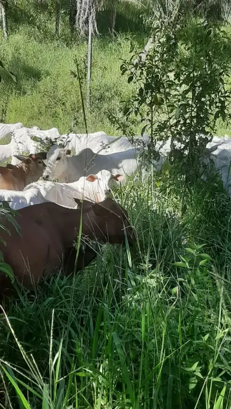 Fazenda com 1016 hectares localizada em padre bernado Interessado entrar em cont...