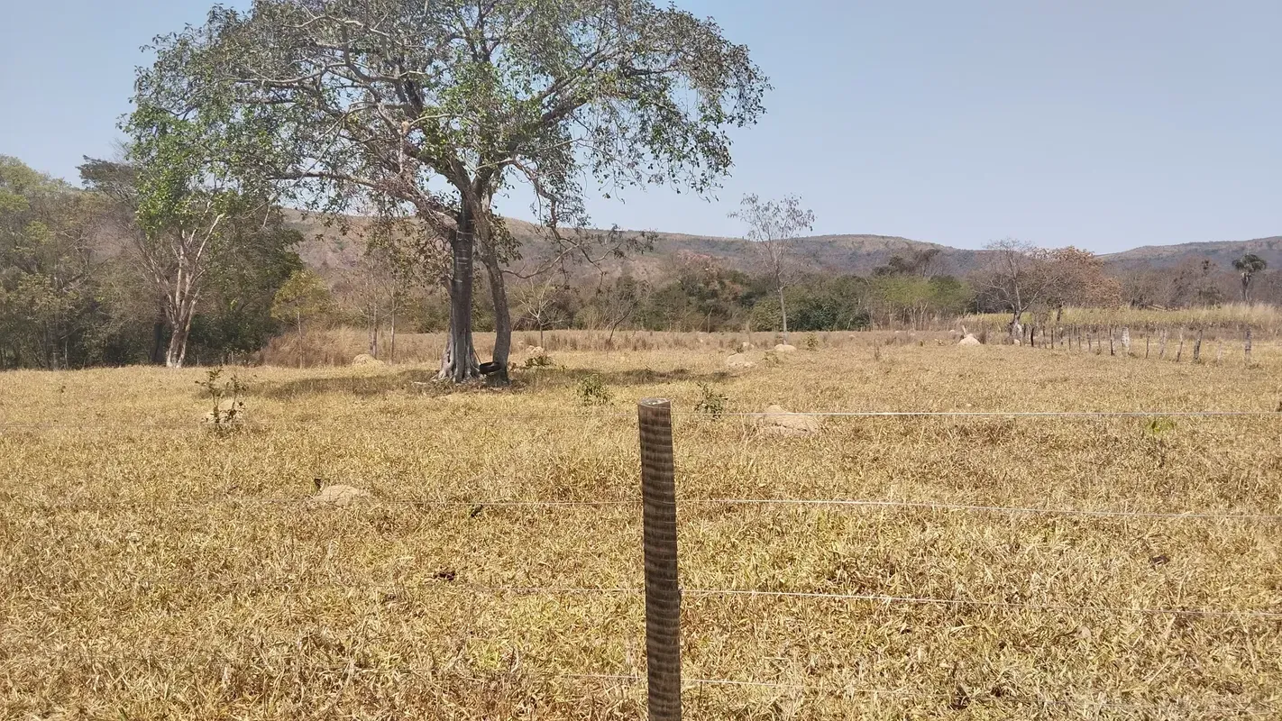 Fazenda de 42 hectares em buritis. Sendo 25 hectares formando. 2 casas com água ...