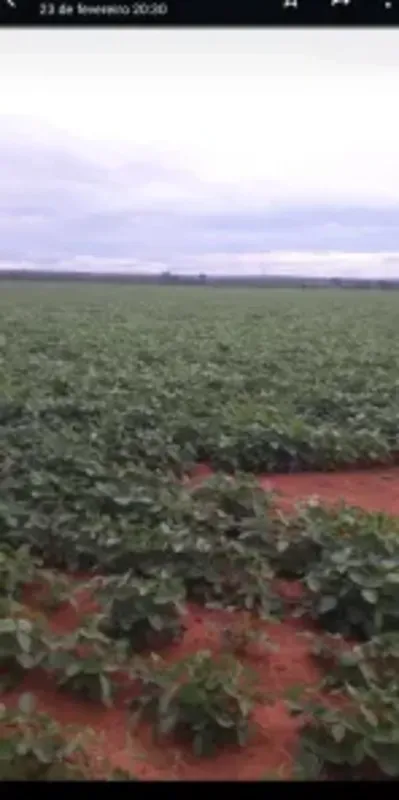 Fazenda em Brasilândia 180 hectares 27 km da cidade sendo 5 de asfalto Toda plan...