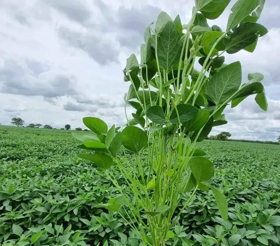 Fazenda ?? 600 há disponível venda ?? 450 há sequeira área já plantando a vários...