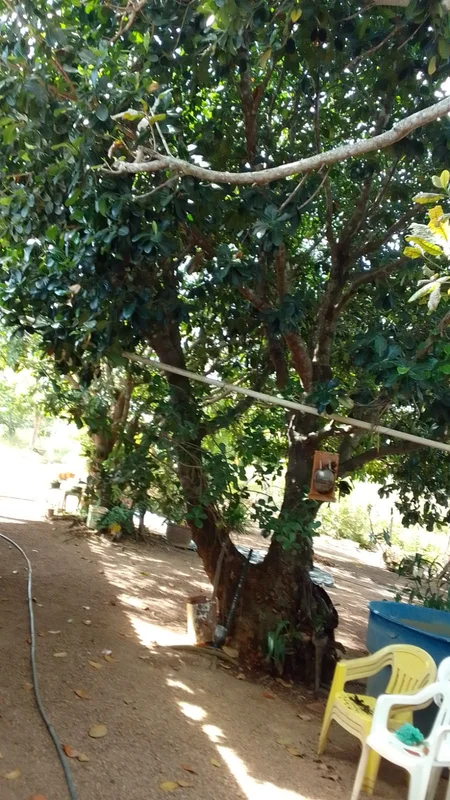 Ótima chácara para quem busca tranquilidade, conforto e contato com a natureza. ...