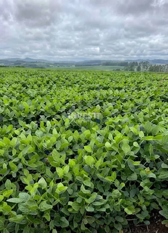 OPORTUNIDADE IMPERDÍVEL EM ITAPURANGA GO Fazenda produtiva à venda, localizada n...