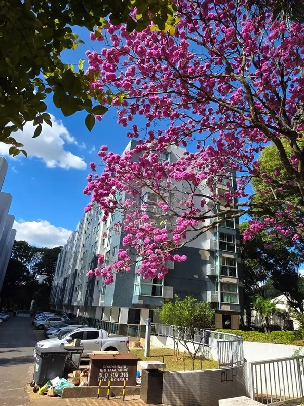 APARTAMENTO À VENDA - ASA NORTE, BRASÍLIA/DFExcelente apartamento de 2 quartos c...