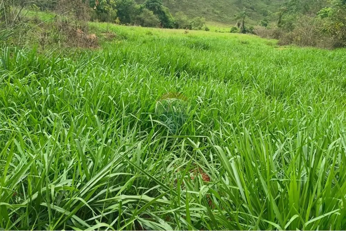 São 1.450 hectares, ideais para a criação de até 1.000 bois em regime de engorda...