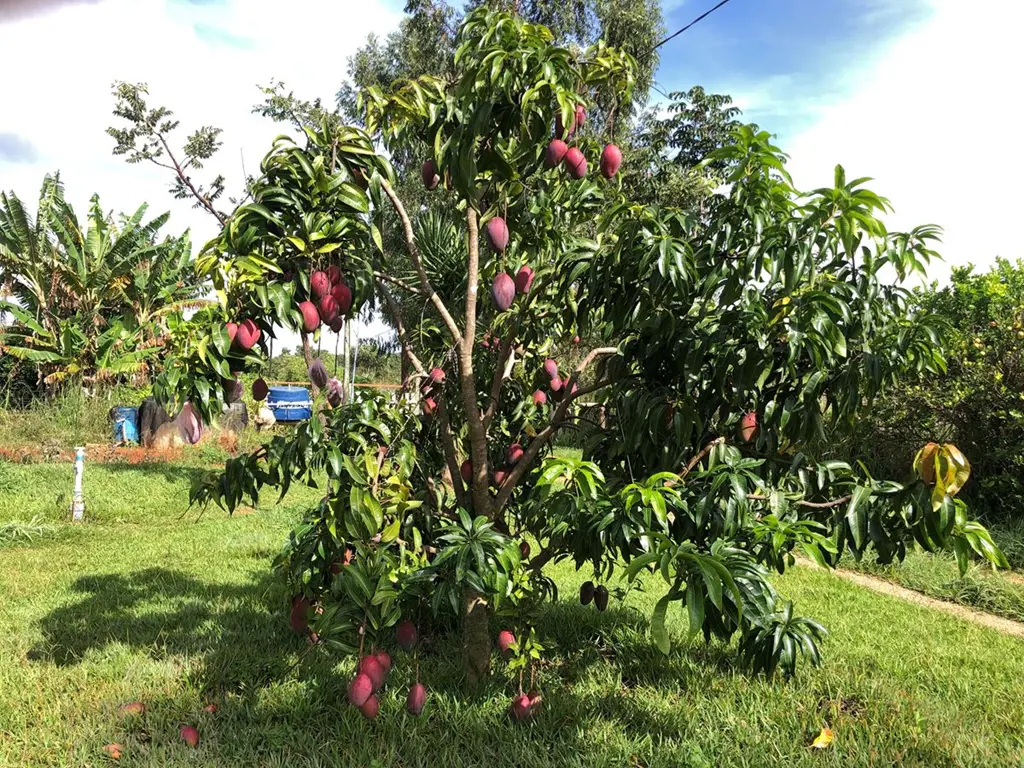 LINDA CHACARA ,DE 1 HECTARE ,A 40 KM DO PLANO PILOTO E 10 KM DE PLANALTINA DFGRA...
