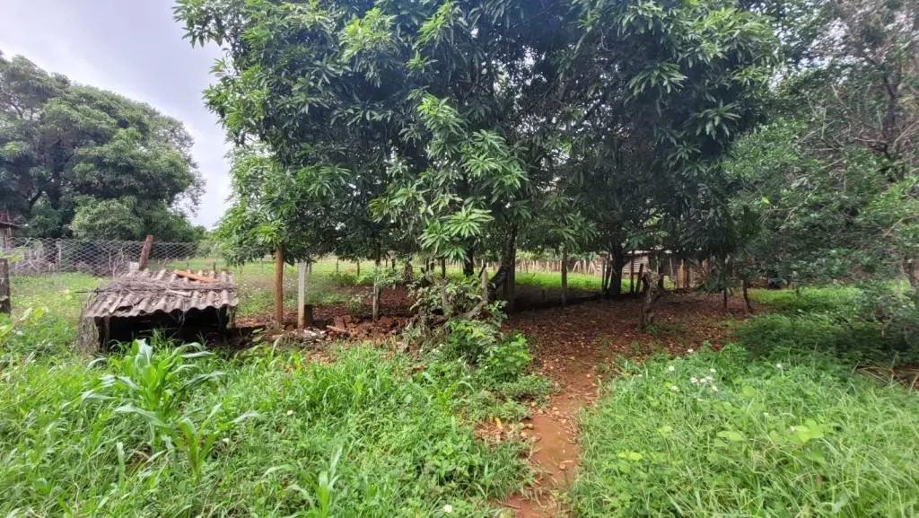 Chácara - Recreio dos Bandeirantes, com plantas frutíferas, ótimo espaço área út...