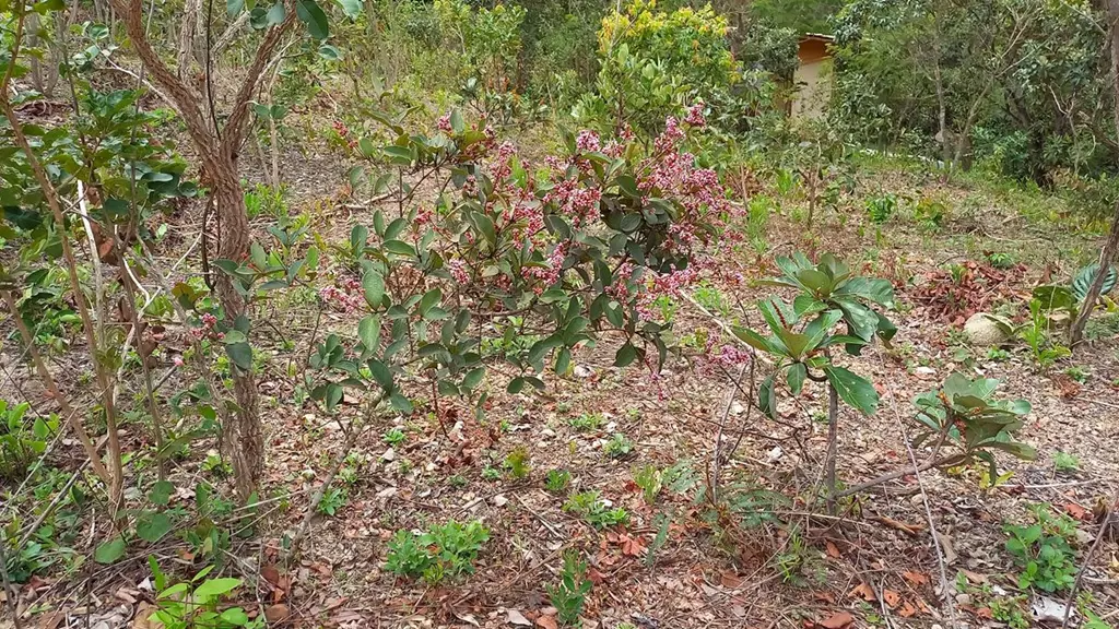 Quadra 12 lote 18Lote com cerca de 1.529,00m2, incluindo uma APP - (Área de Prot...