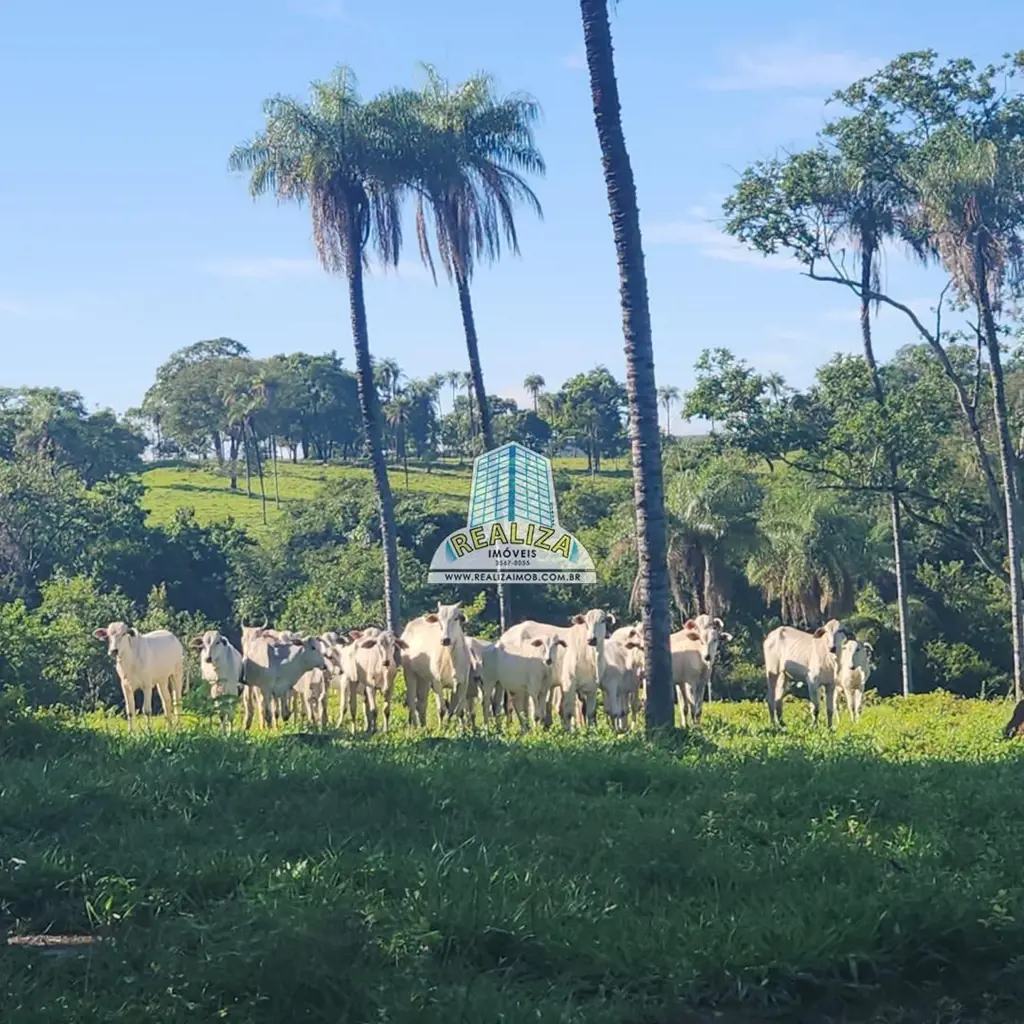  Fazenda 54 Alqueires (261,3) hectares plana 100% formada capim branquearão, na ...