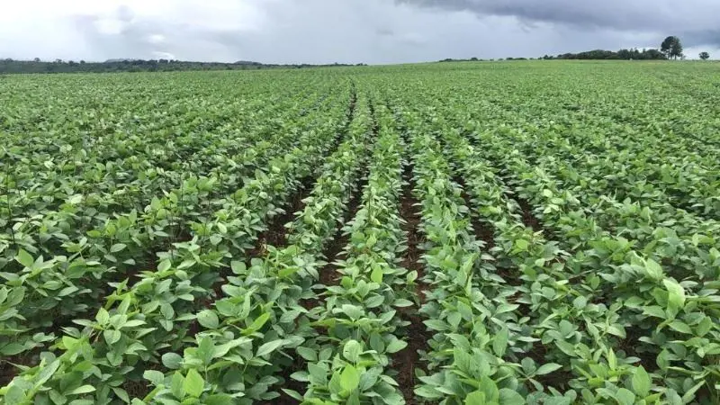 Vendo uma grande oportunidade de Negócio: Fazenda de soja com área 3.136 hectare...