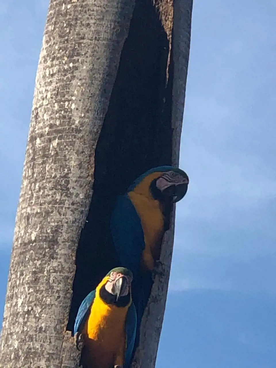 Chácara com 1.242,00 m2Segurança 24 horasRonda noturnaToda cercada com concertin...