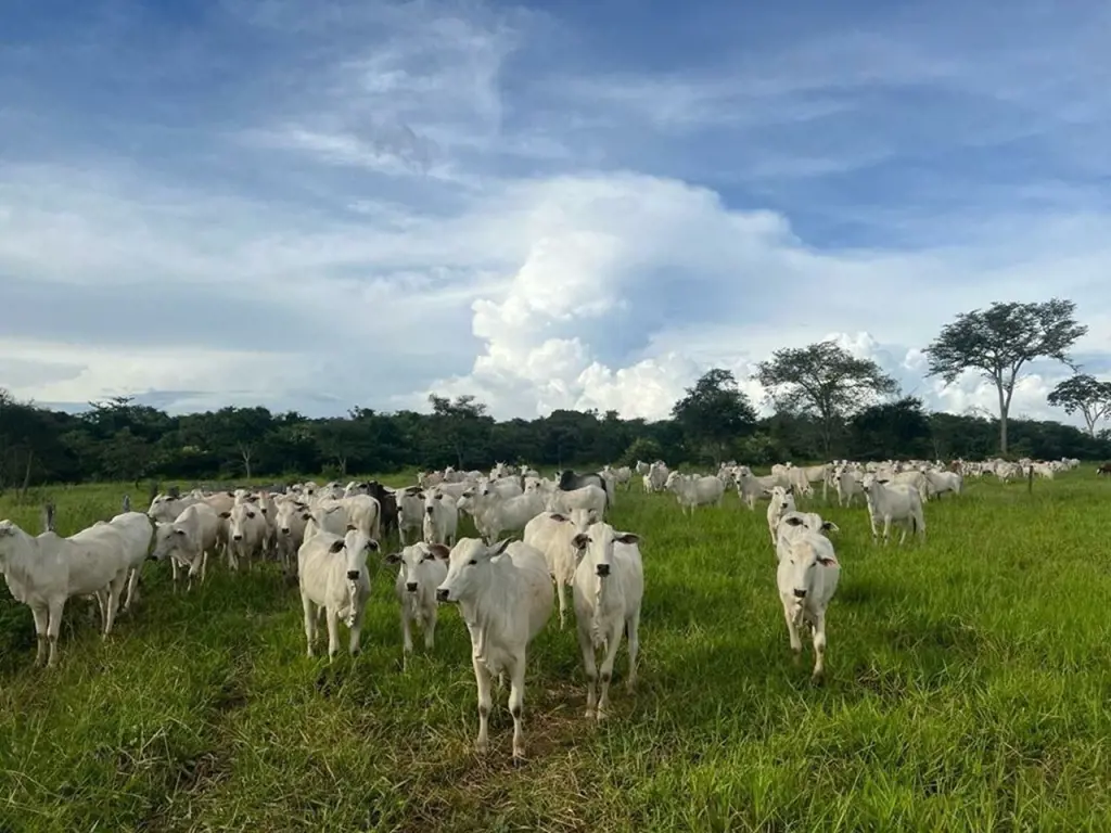 Fazenda com 362 ha (75 alqueires) - Dupla AptidãoEssa fazenda é uma propriedade ...