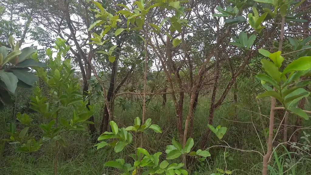 Condomínio Solar da Serra Qd S-19 lote 8.Lote com cerca de 2.556,46m², incluindo...