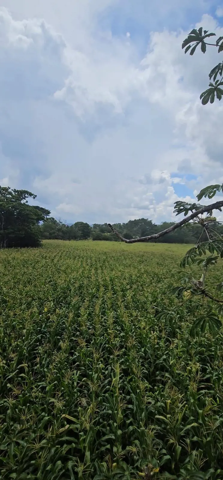 Linda fazenda em Buritis MG - Seu Refúgio Rural em Buritis - MG, RIO, POÇO, 100%...