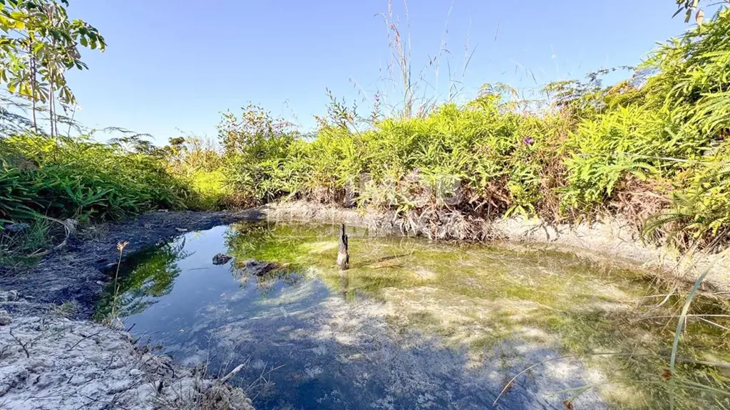 Imagine acordar todos os dias em um paraíso natural, rodeado por árvores, pássar...