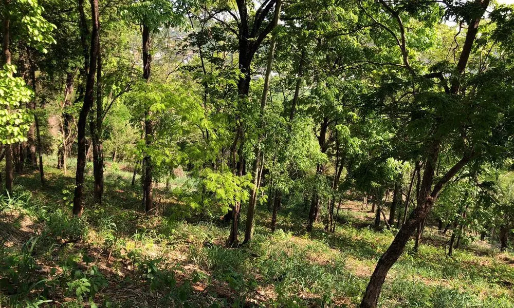 Terreno exclusivo para projeto imponente. Declive com vista espetacular para o c...